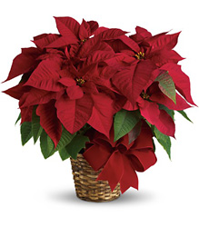 T122-1A Red Poinsettia 